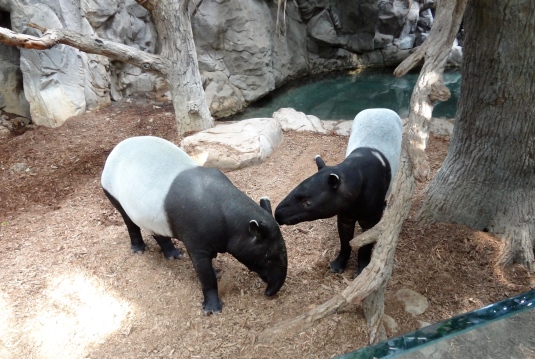 tapir parents
